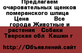 Предлагаем очаровательных щенков померанского шпица › Цена ­ 15 000 - Все города Животные и растения » Собаки   . Тверская обл.,Кашин г.